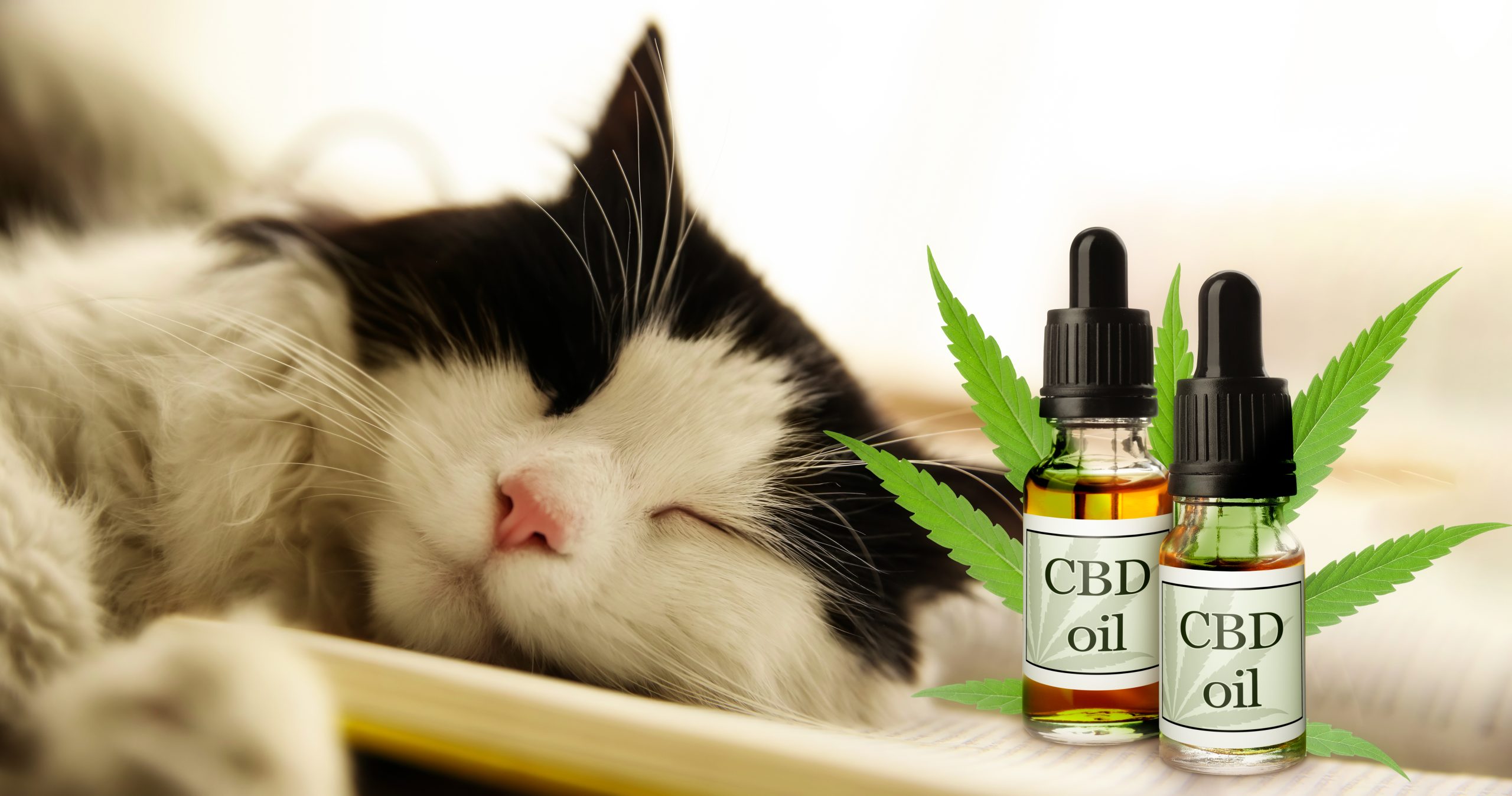 Cats Naturals Naked Hemp Oil CBD Dosage